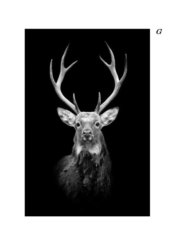 Black and White Animals Photo Canvas Prints