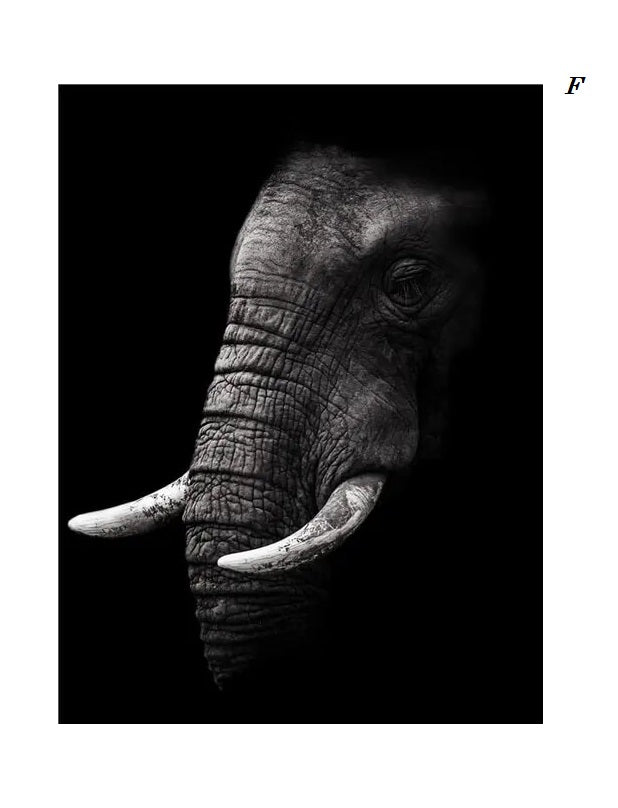 Black and White Animals Photo Canvas Prints