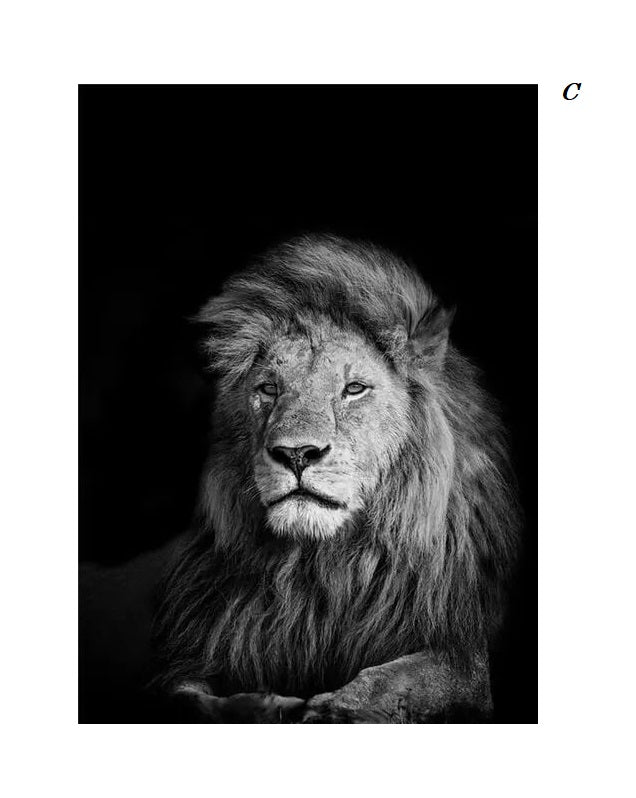 Black and White Animals Photo Canvas Prints