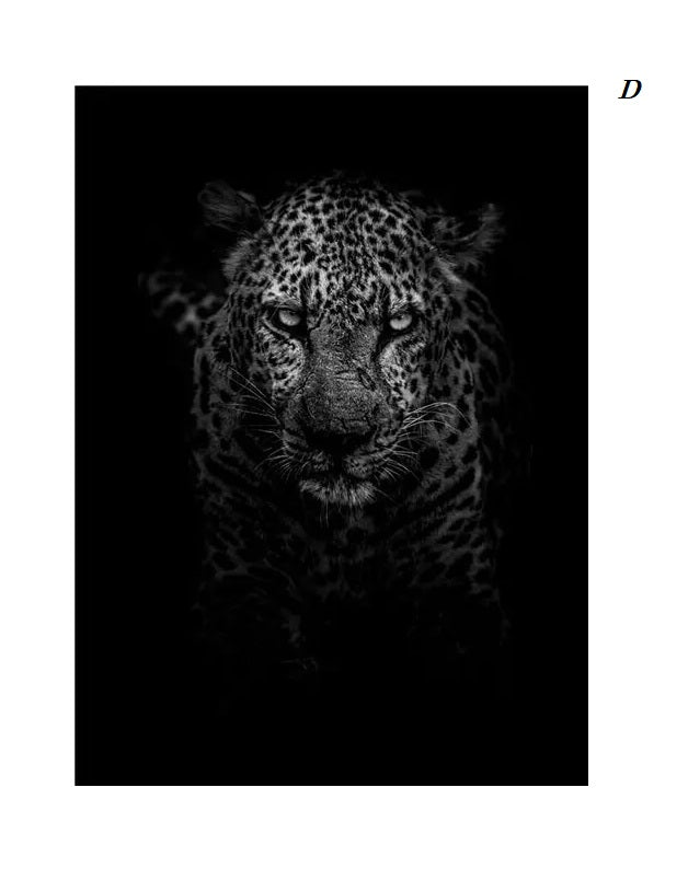 Black and White Animals Photo Canvas Prints