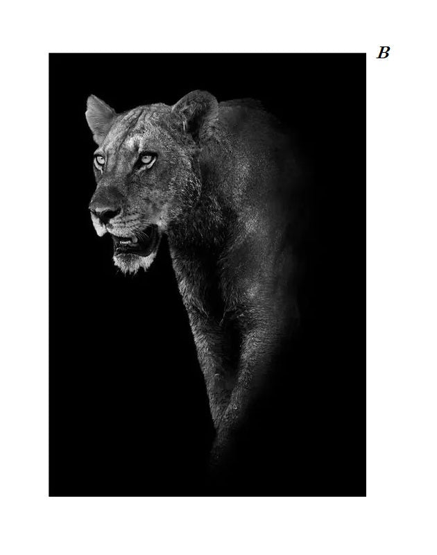 Black and White Animals Photo Canvas Prints