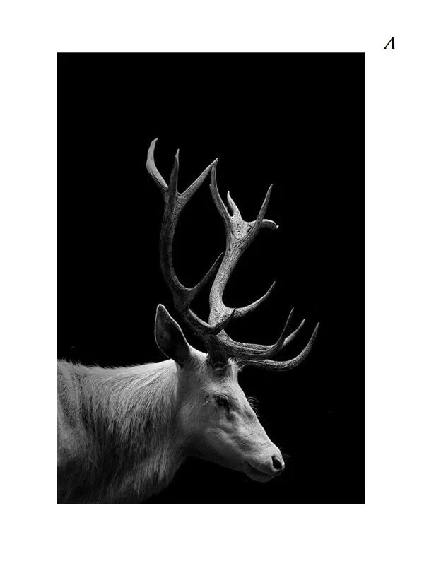 Black and White Animals Photo Canvas Prints