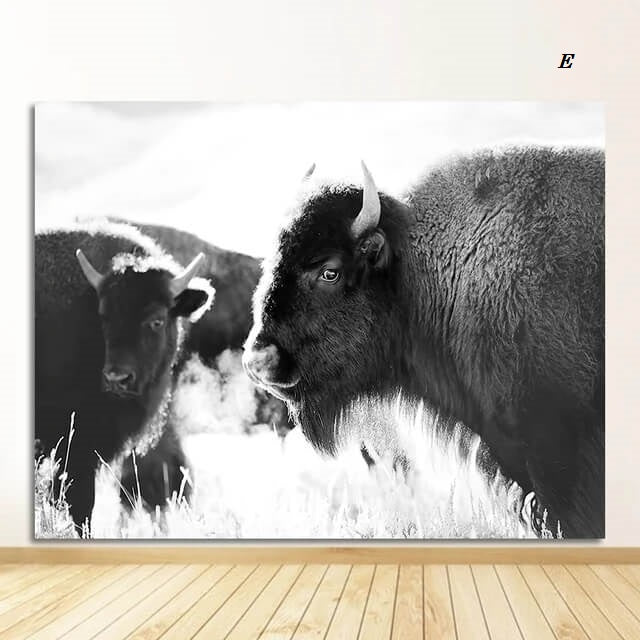 Highland Cattles Black and White Canvas Prints