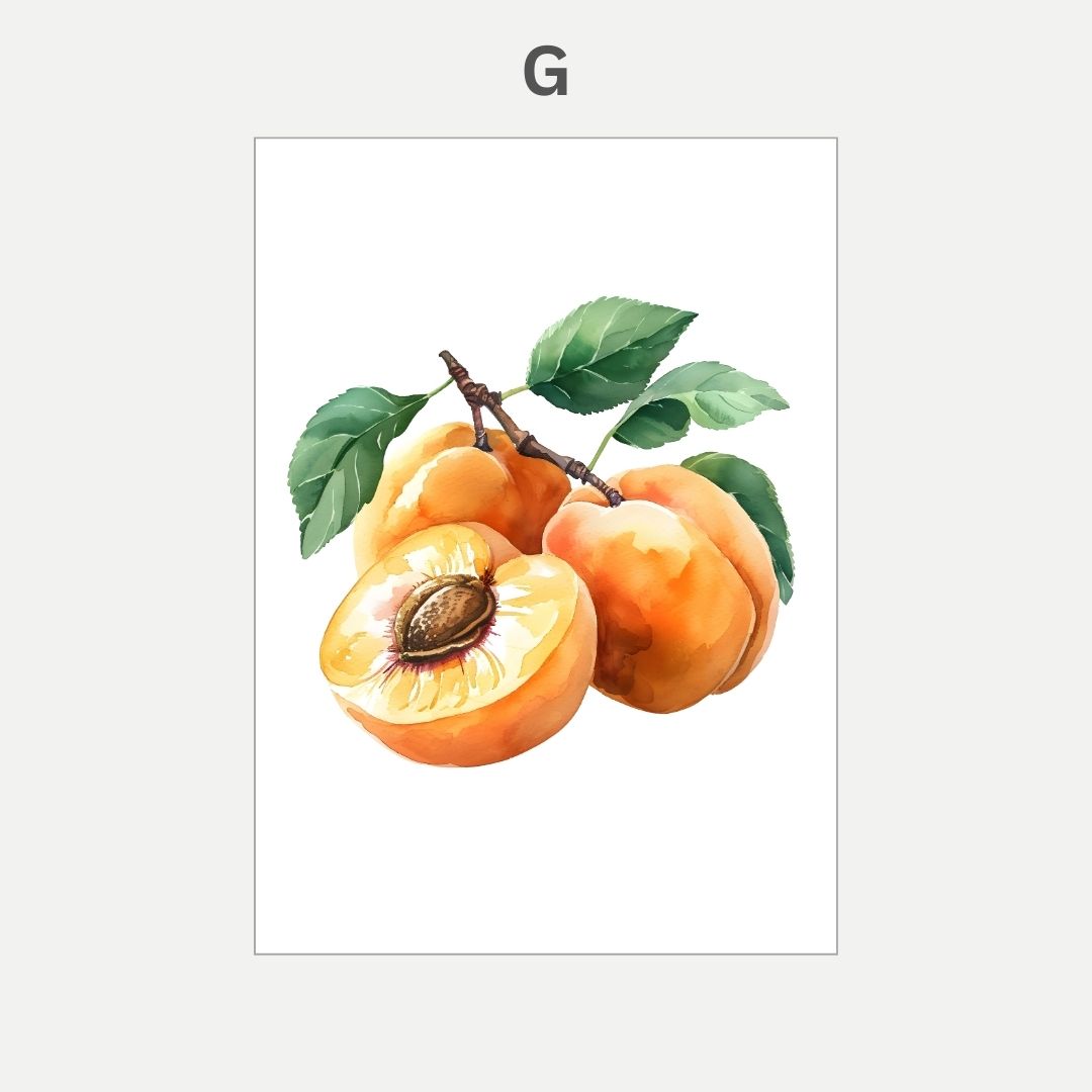 Illustration of apricots with leaves on a white background