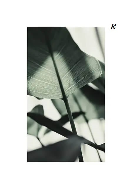 Minimalist Green Tropical Plant Canvas Prints