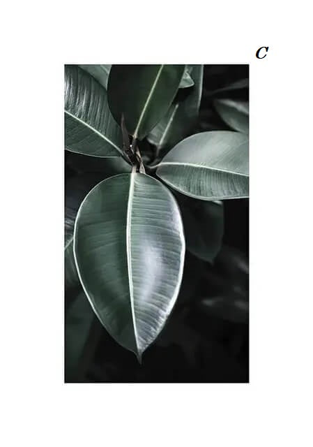 Minimalist Green Tropical Plant Canvas Prints