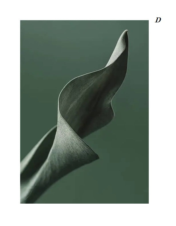 Minimalist Green Tropical Plant Canvas Prints