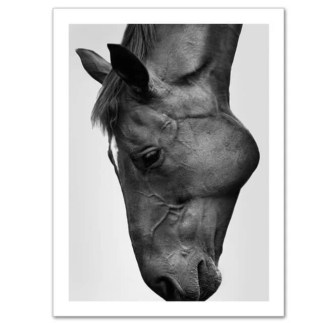 Modern Horse Black and White Canvas Print