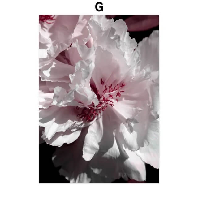 Pink Peony Rose Leaves Canvas Prints