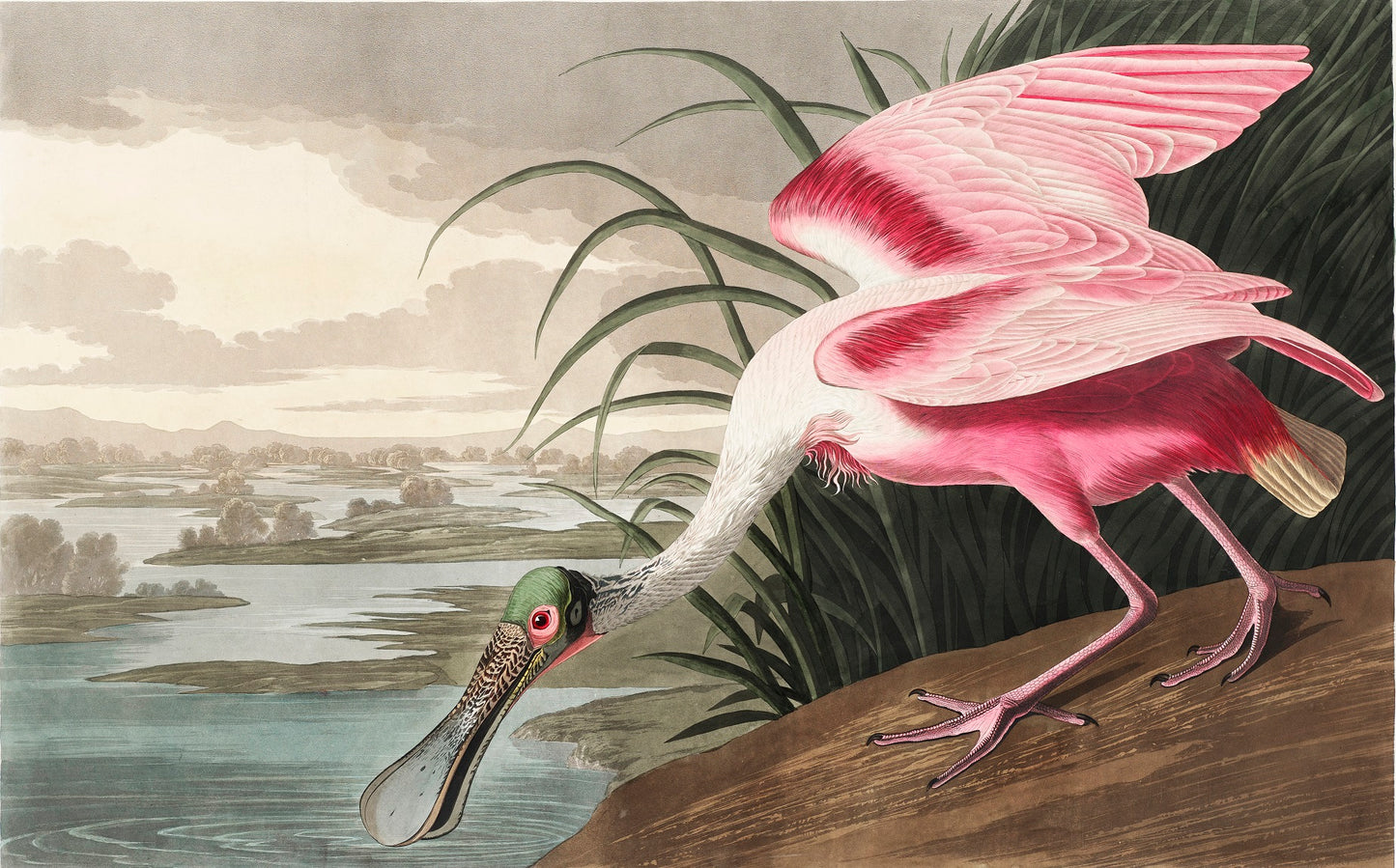 Roseate Spoonbill Mural Wallpaper (SqM)