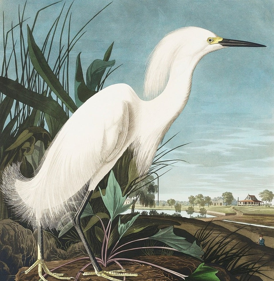 Snowy White Heron Mural Wallpaper (SqM)