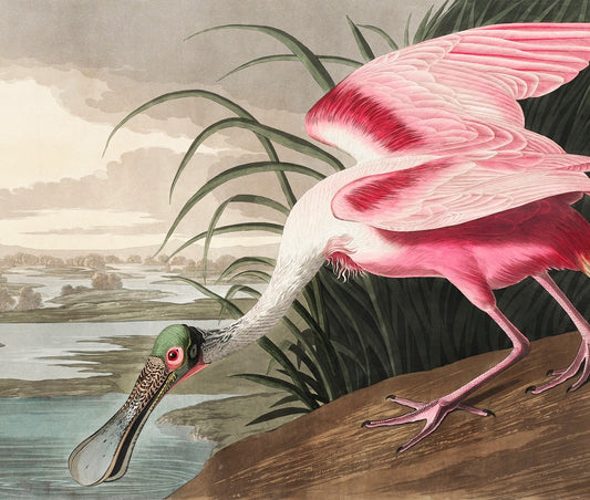 Roseate Spoonbill Mural Wallpaper (SqM)