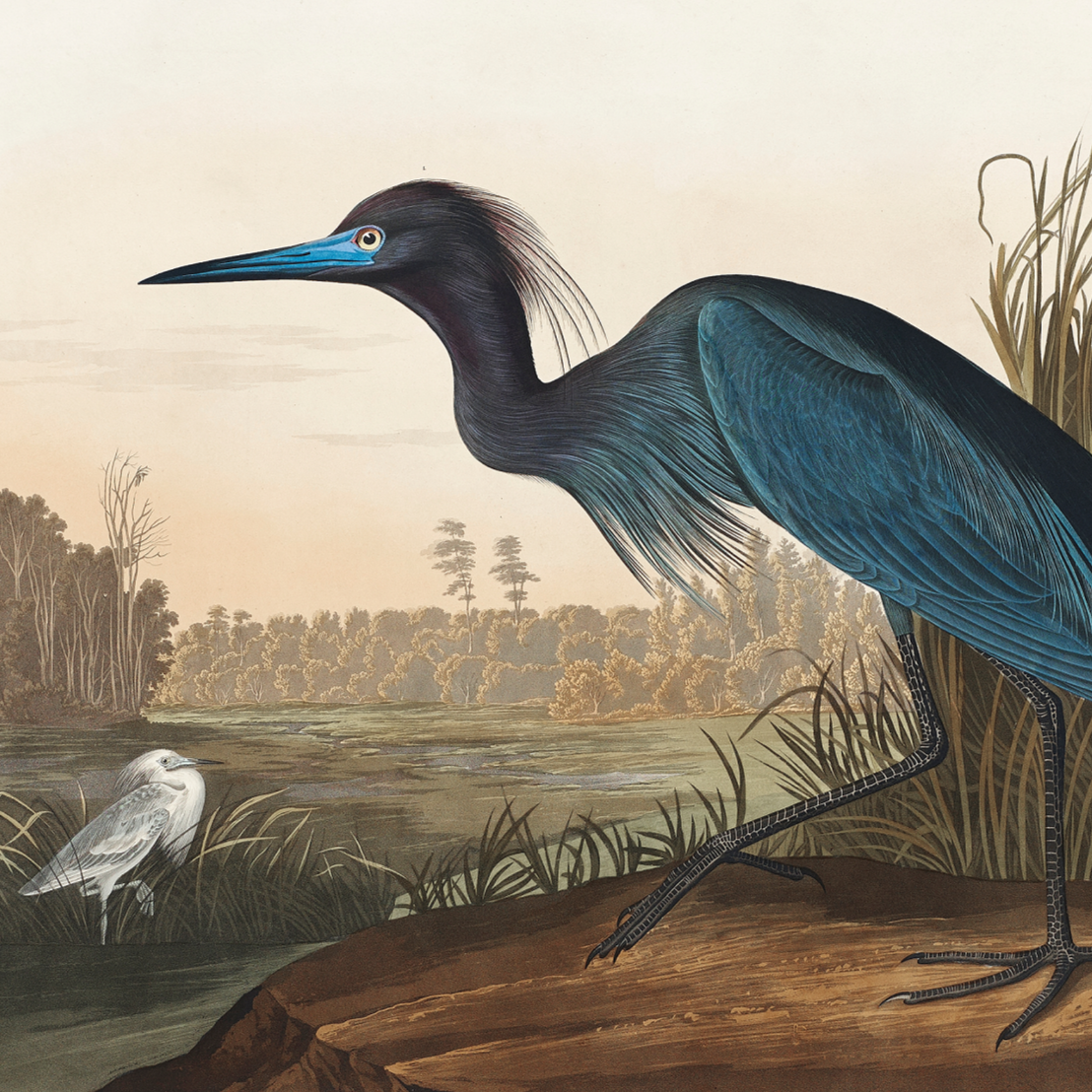 Blue Heron Mural Wallpaper (SqM)