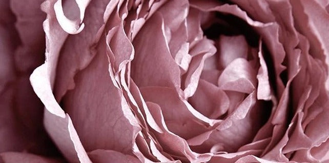 Pink Dreams Roses Canvas Print