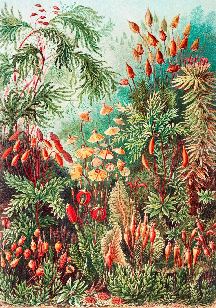 Amazon Tropical Rainforest Mural Wallpaper (SqM)