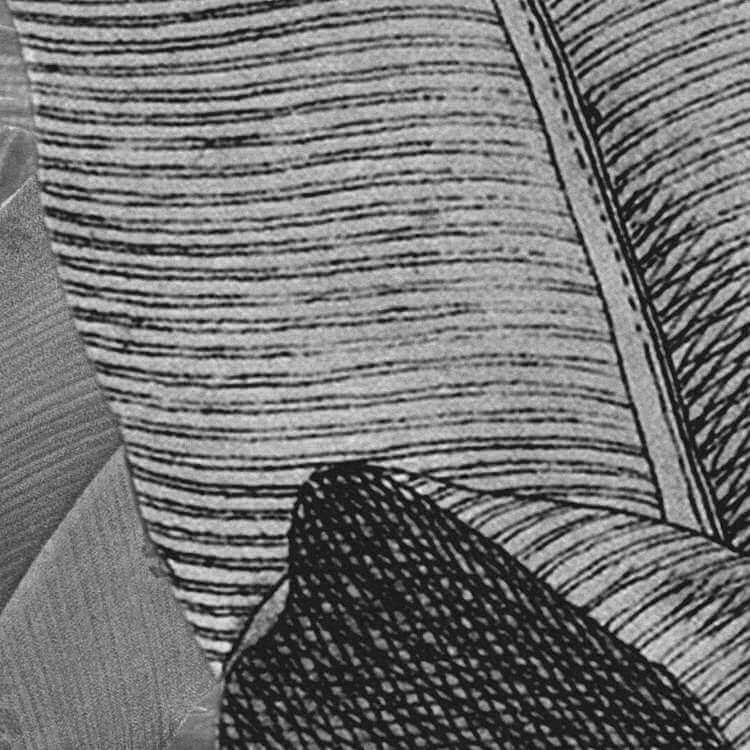 Caribbean Rainforest Black and White Mural Wallpaper (SqM)