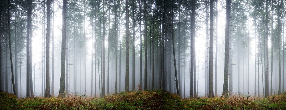 Forest Glade Mural Wallpaper (SqM)