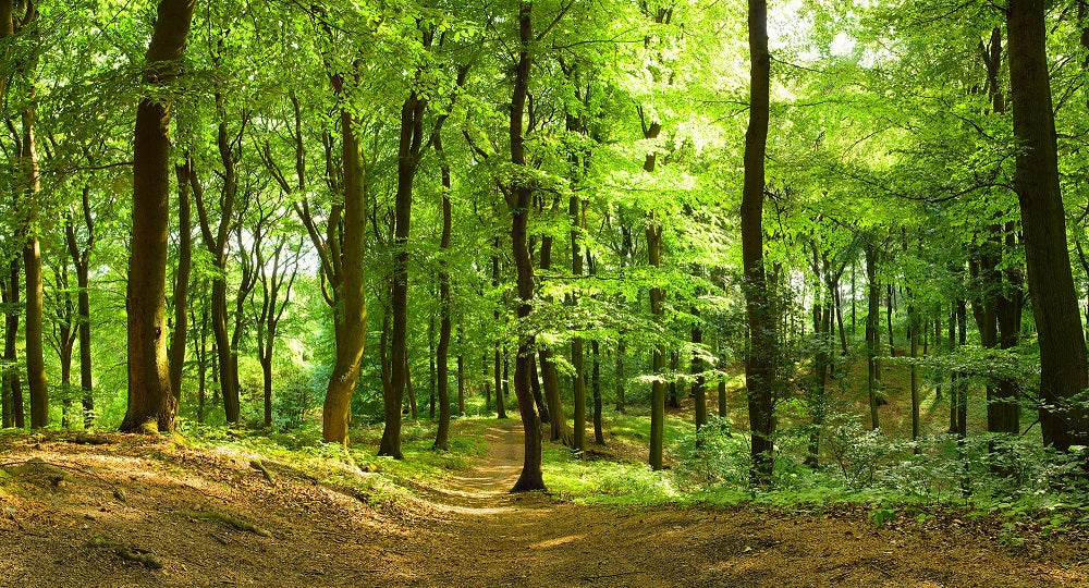 Lush Forest Mural Wallpaper (SqM)