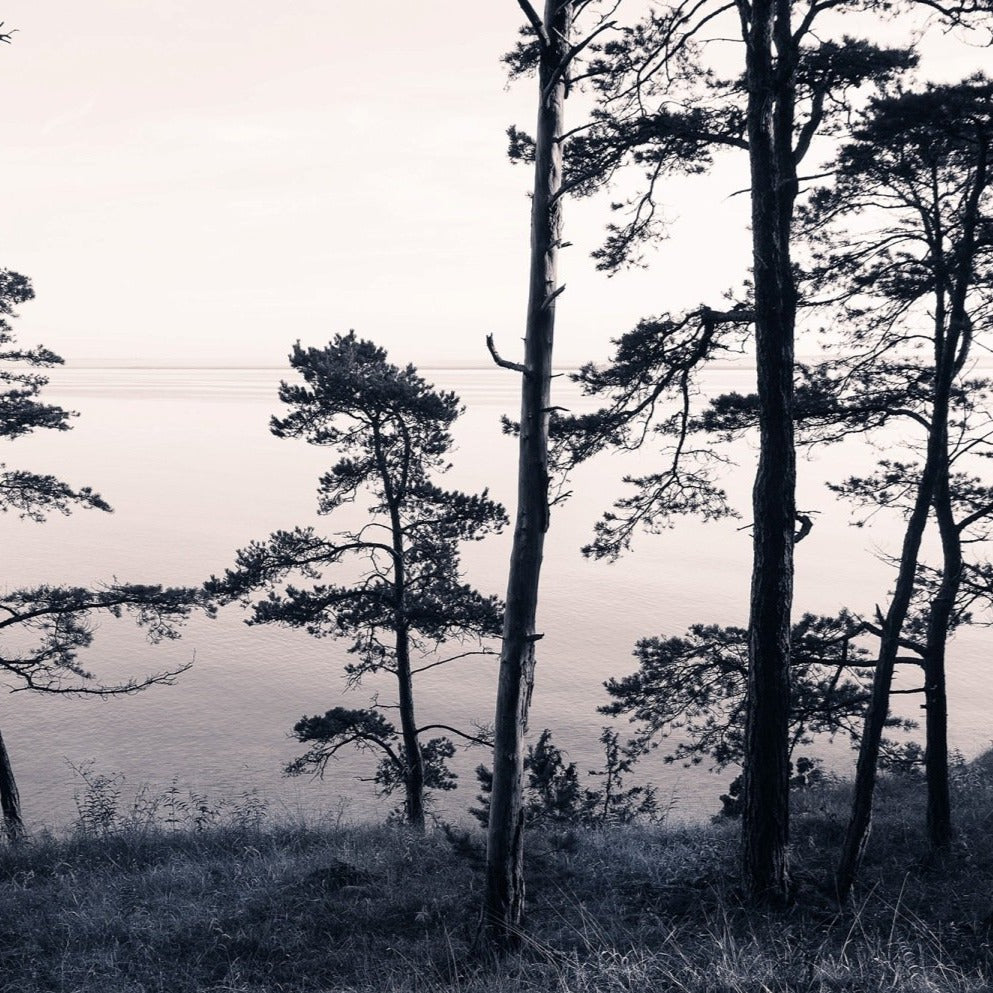 Old Pine Trees Mural Wallpaper (SqM)