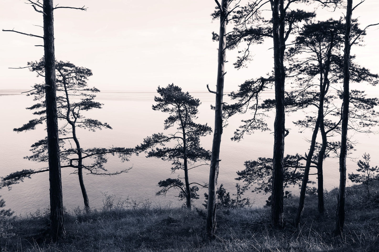 Old Pine Trees Mural Wallpaper (SqM)