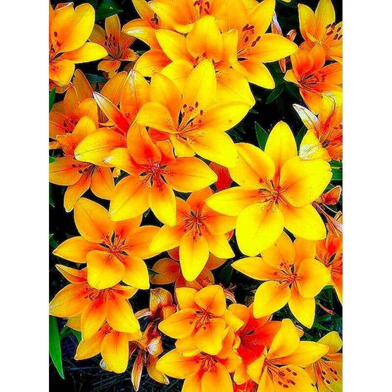 DIY Paint By Numbers - Beautiful Yellow Flowers Painting Canvas