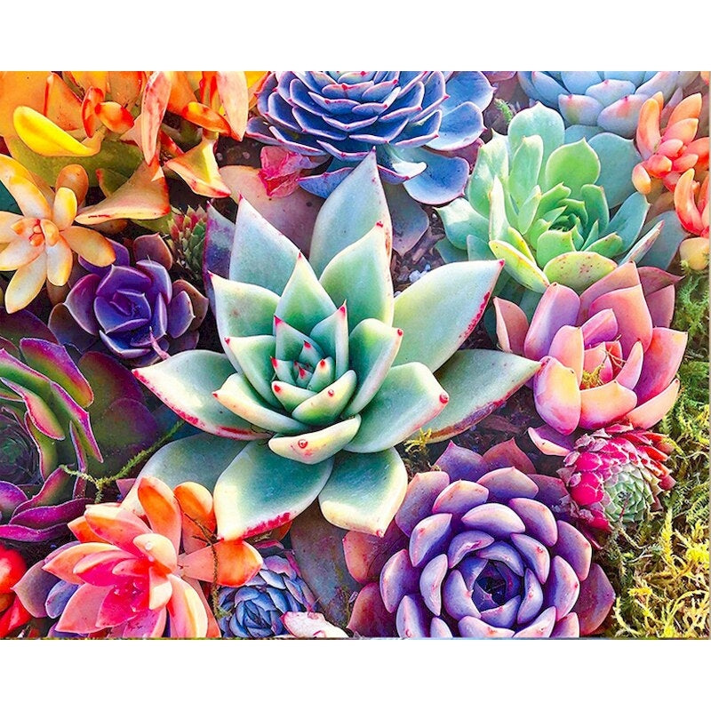 DIY Paint By Numbers - Colorful Succulent Flowers Canvas