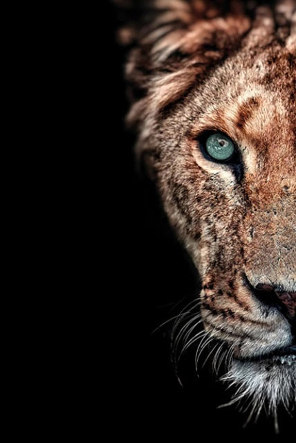 Lions Couple Canvas Print