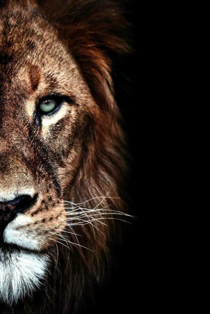 Lions Couple Canvas Print