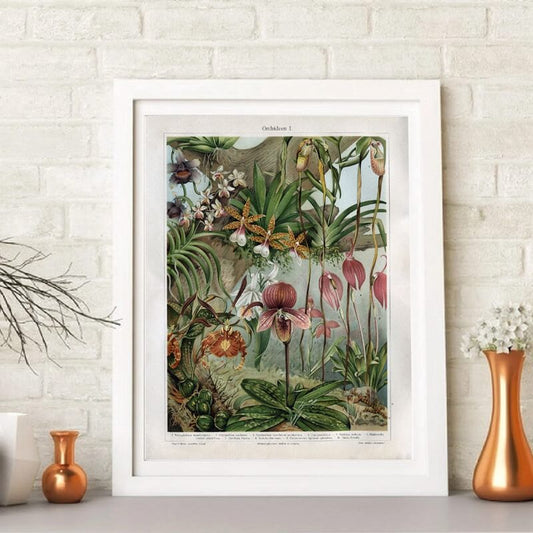 Vintage Ernst Haeckel Hummingbird Palm Tree Canvas Print Art