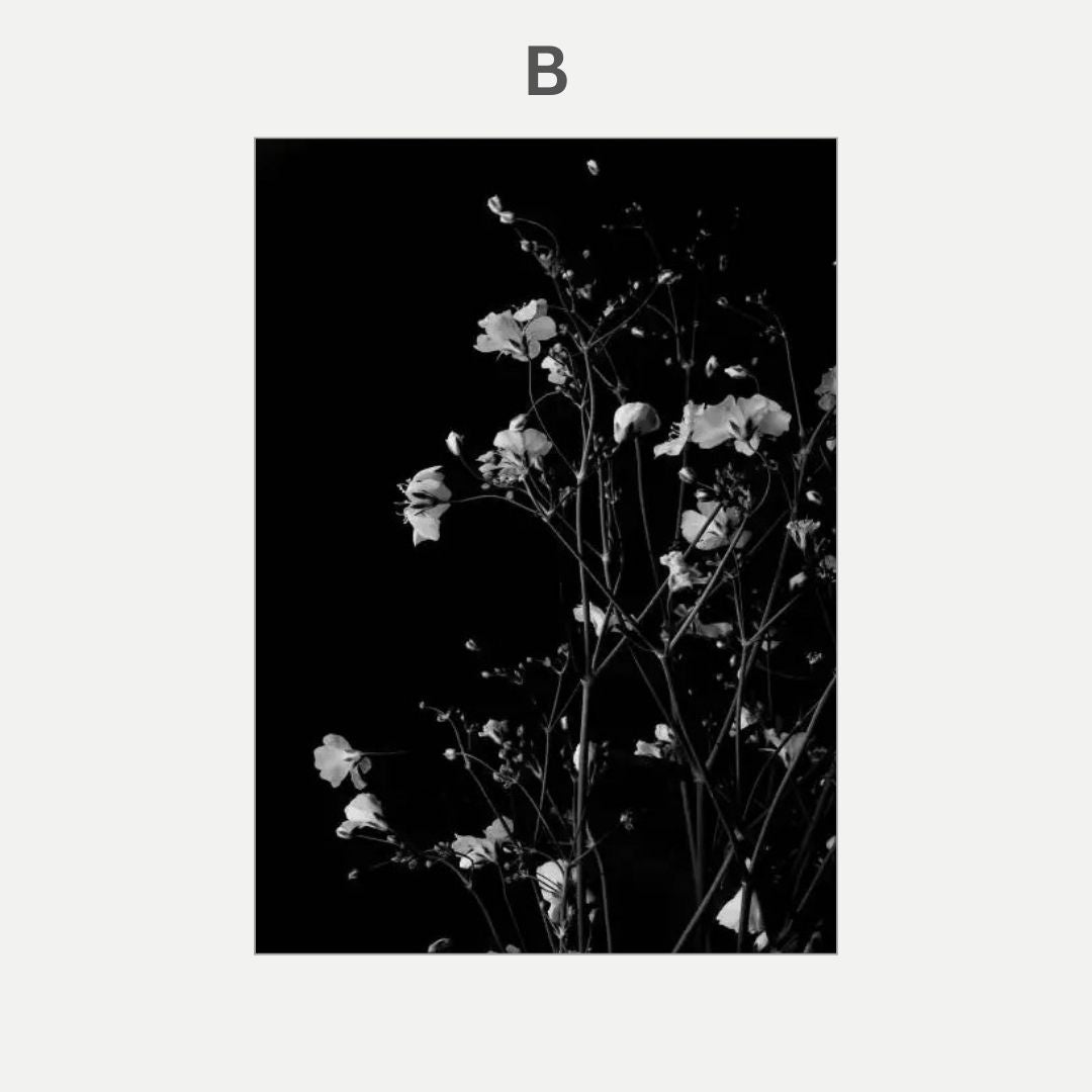 Black and white photograph of flowers against a black background