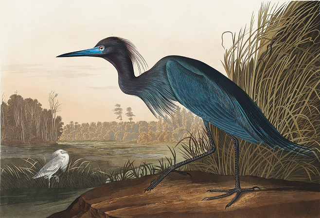 Blue Heron Mural Wallpaper (SqM)