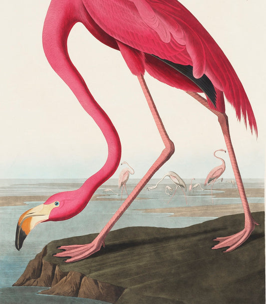 Pink Flamingo Mural Wallpaper (SqM)