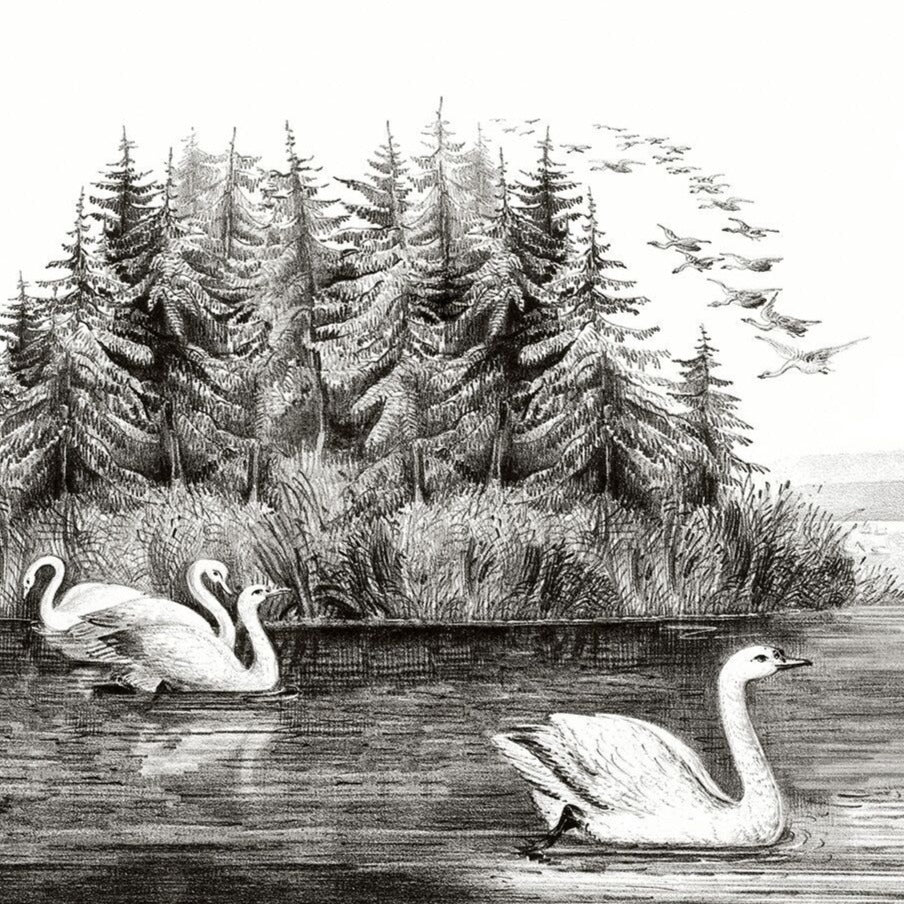 Swan Lake B&W Gravure Mural Wallpaper (SqM)