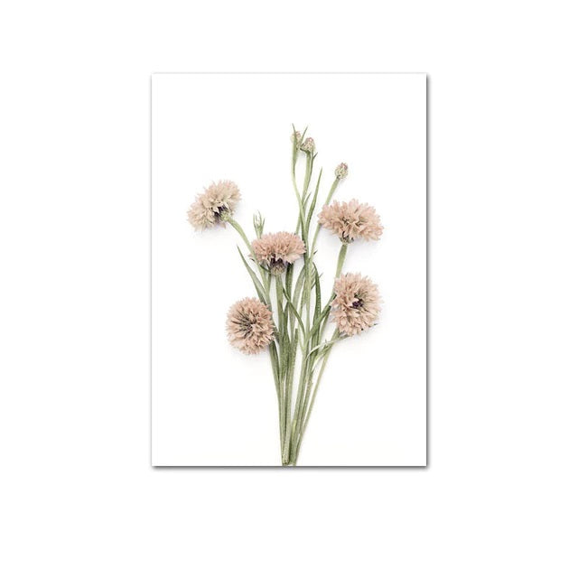 Dianthus Nordic Wild Flowers Canvas Print