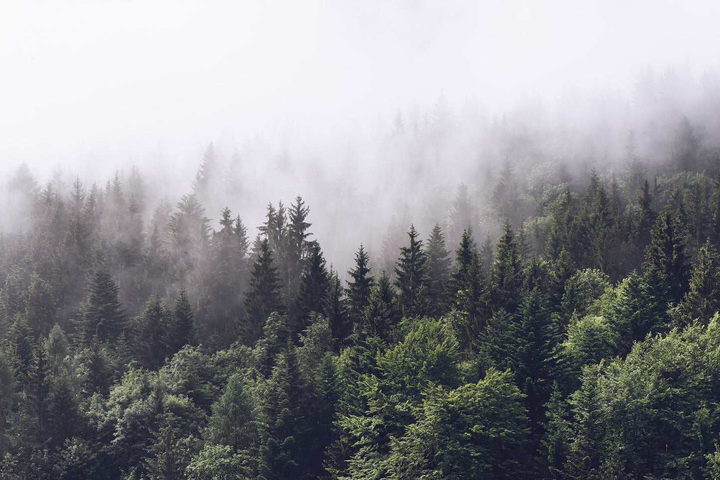 Forest Fog Mural Wallpaper (SqM)