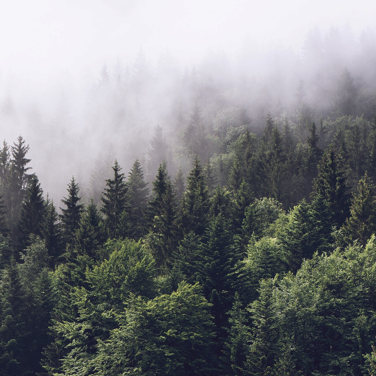 Forest Fog Mural Wallpaper (SqM)