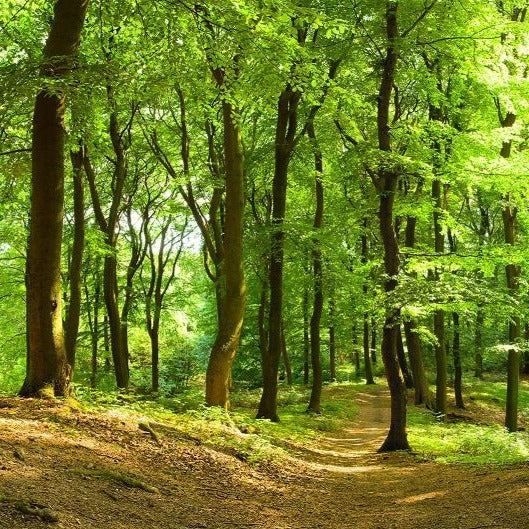 Lush Forest Mural Wallpaper (SqM)