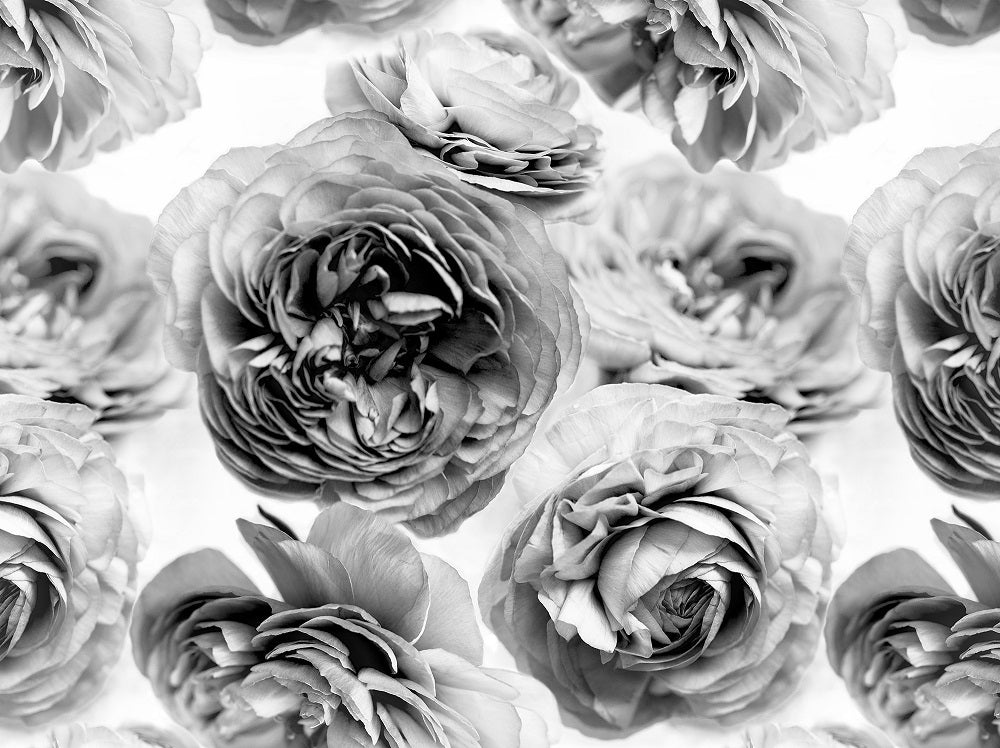Summer Wind Roses Black & White Mural Wallpaper (SqM)