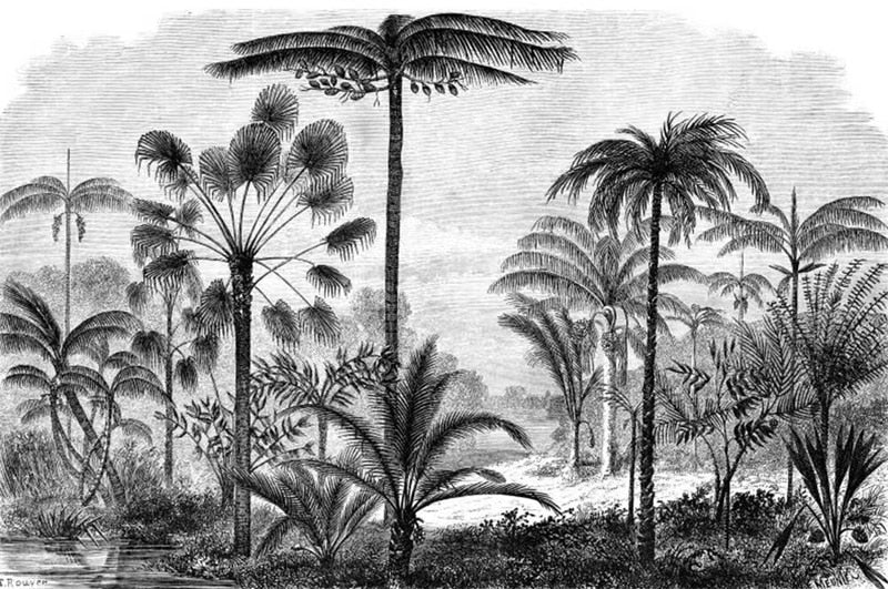 Vintage Palm Trees Engraving Mural Wallpaper (SqM)