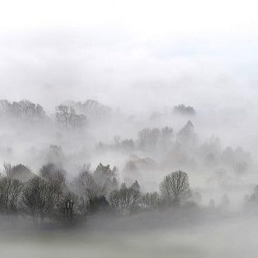 Morning Fog Mural Wallpaper (SqM)